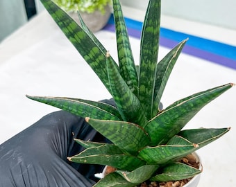 Sansevieria Manny Pacquiao (g1) (15) | Imported Plant - Etsy