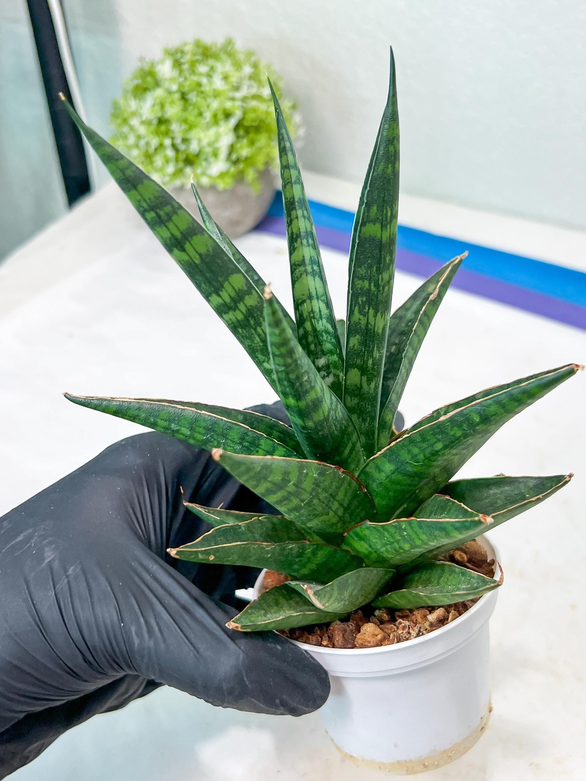 Z*n様 サンスベリア Sansevieria Manny Pacquiao​ Sansevieria Manny Pacquiao (g1) (15) | Imported Plant - Etsy