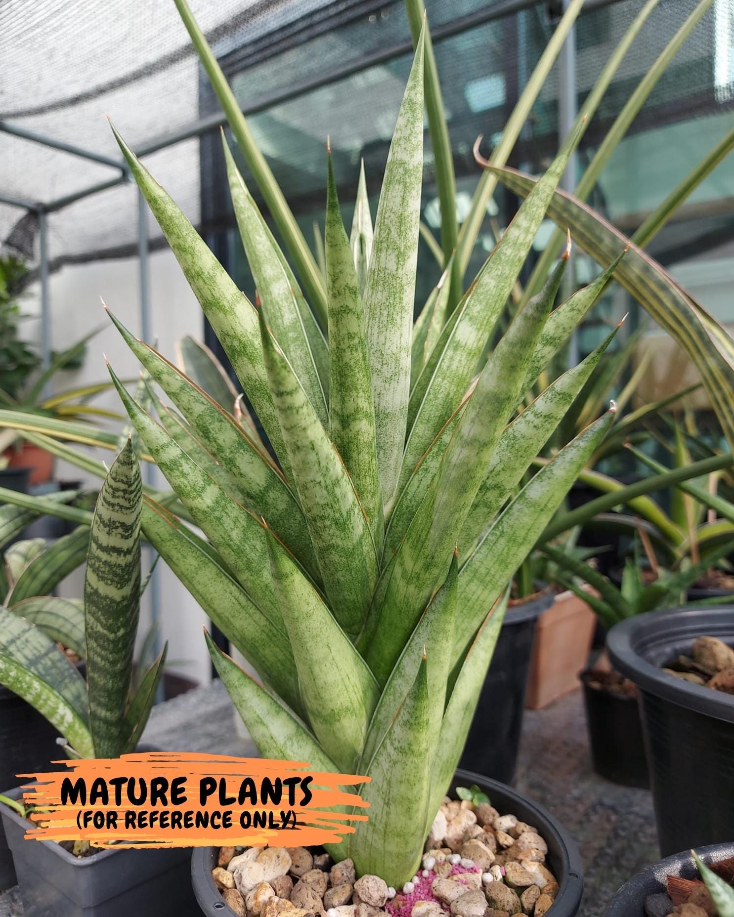 Sansevieria Pagoda Indonesia (#AC53) | Rare Imported Snake Plants