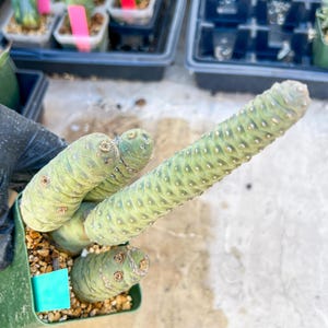 Rare Tephrocactus articulatus (Green) | DMG from Shipping