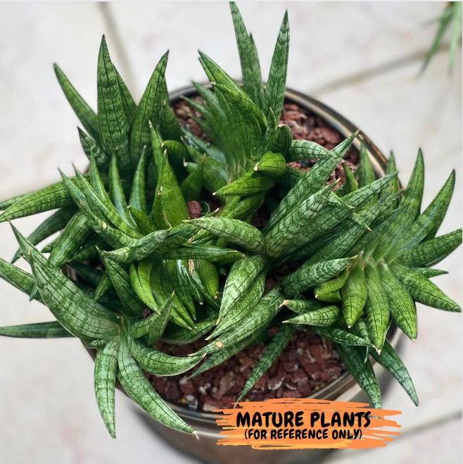 Sansevieria Crazy Crab (#AC4) | Imported Hybrid Snake Plants - Etsy