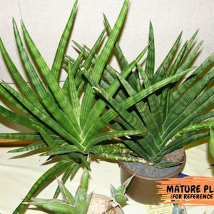 Sansevieria Suffruticosa (ha56) | Imported Snake Plants - Etsy