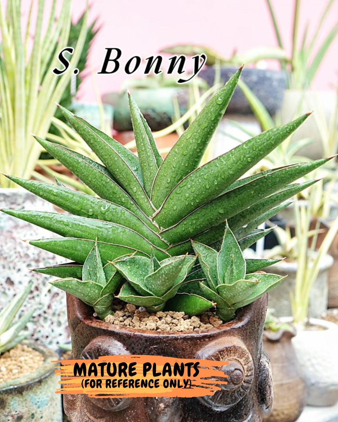 Sansevieria Bonny (PH9) | Rare Imported House Plants - Etsy