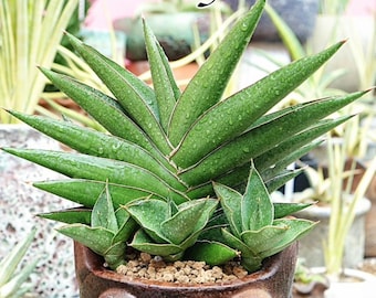 Sansevieria Bonny (PH9) | Rare Imported House Plants - Etsy