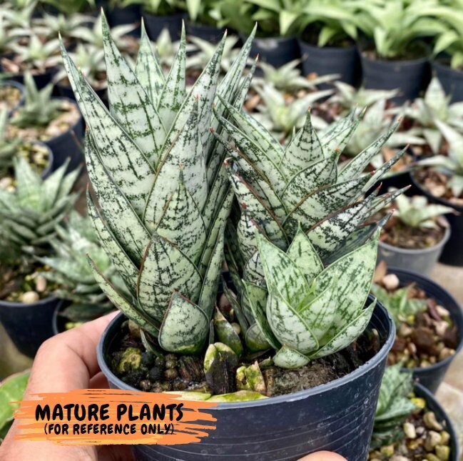 Sansevieria Margarita (#RA1) | Imported House Plants - Etsy
