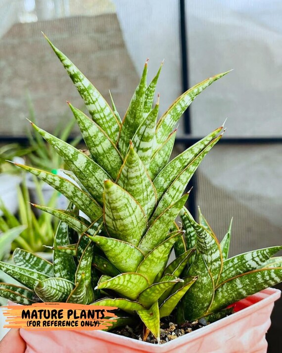 サンスベリア Sansevieria Green peach サンスベリア Sansevieria Green peach Amazon｜PLANCHU 観葉