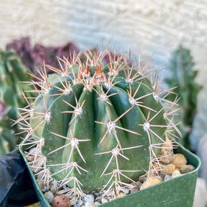 Melocactus With Cephalium - Etsy