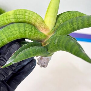 Sansevieria Lemon (cj2) (14) | Rare Hybrids image 6