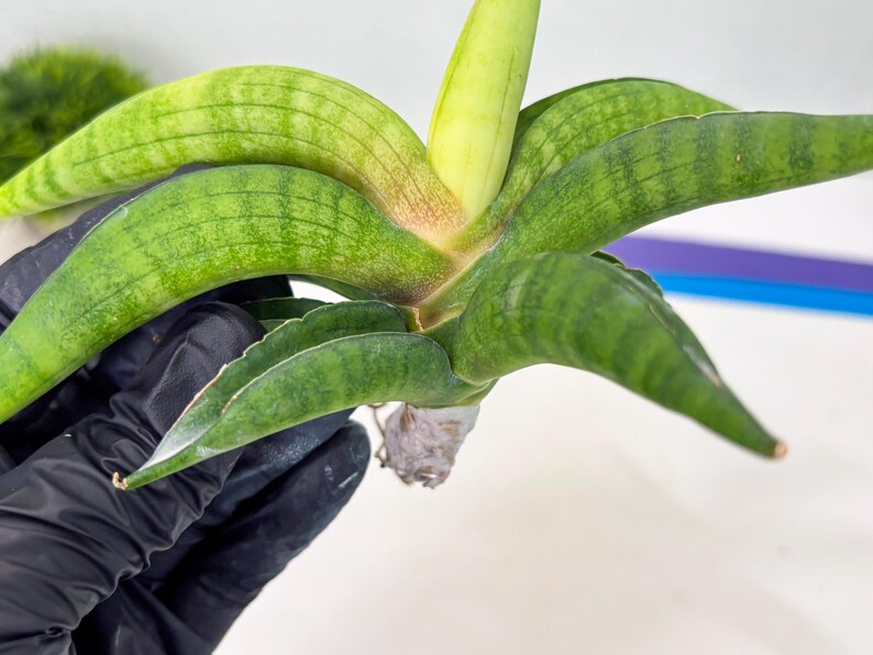 Sansevieria Lemon (cj2) (14) | Rare Hybrids image 6