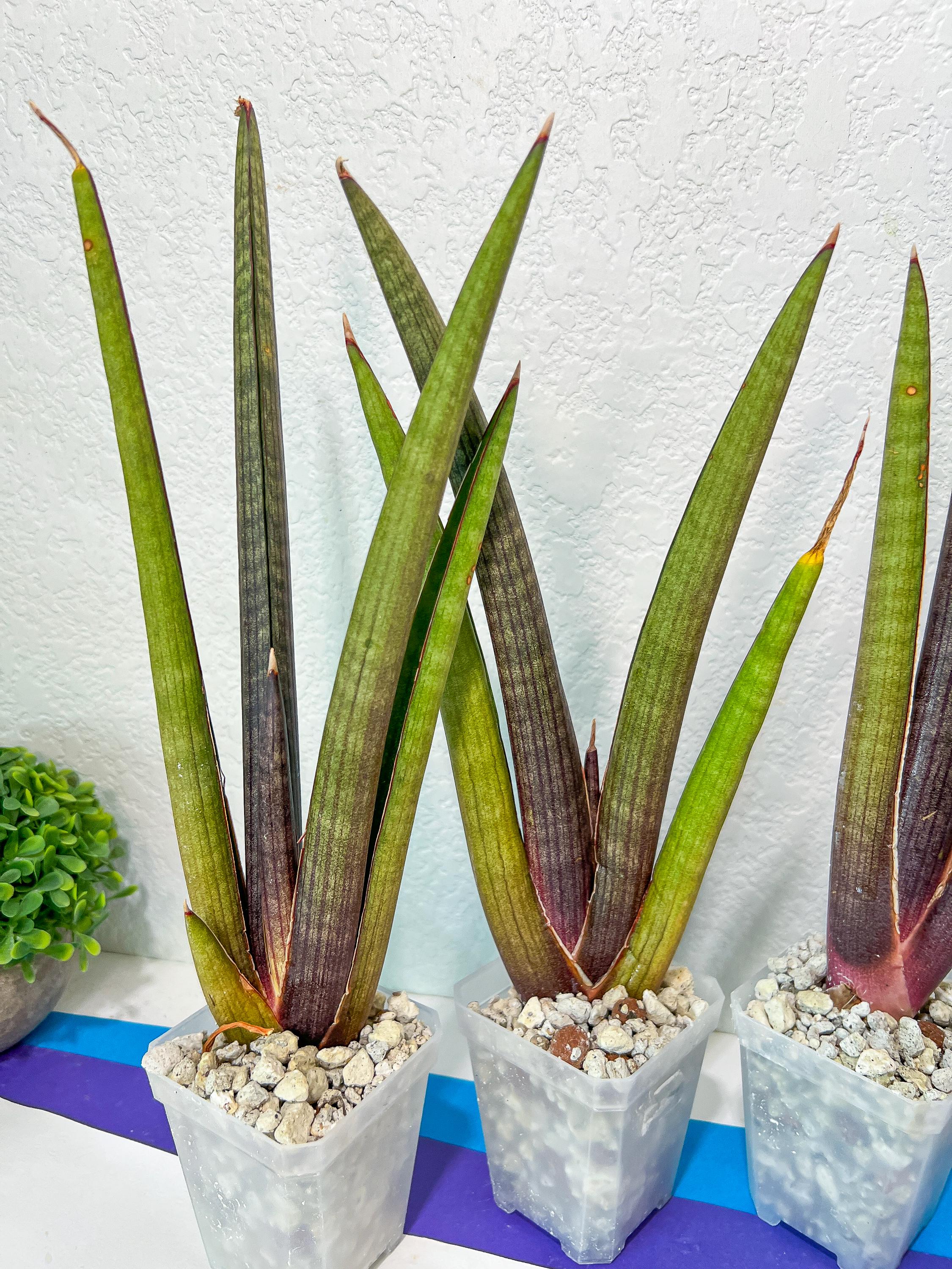 Sansevieria Pink Cell | Color Changes Seasonally - Etsy