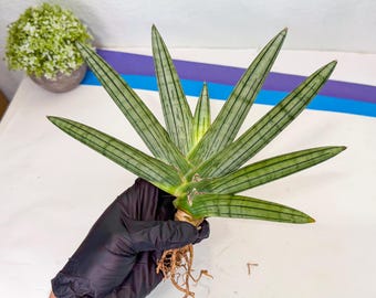 Sansevieria Hallii Baseball Bat Variegata | Embark on a Rare Plant