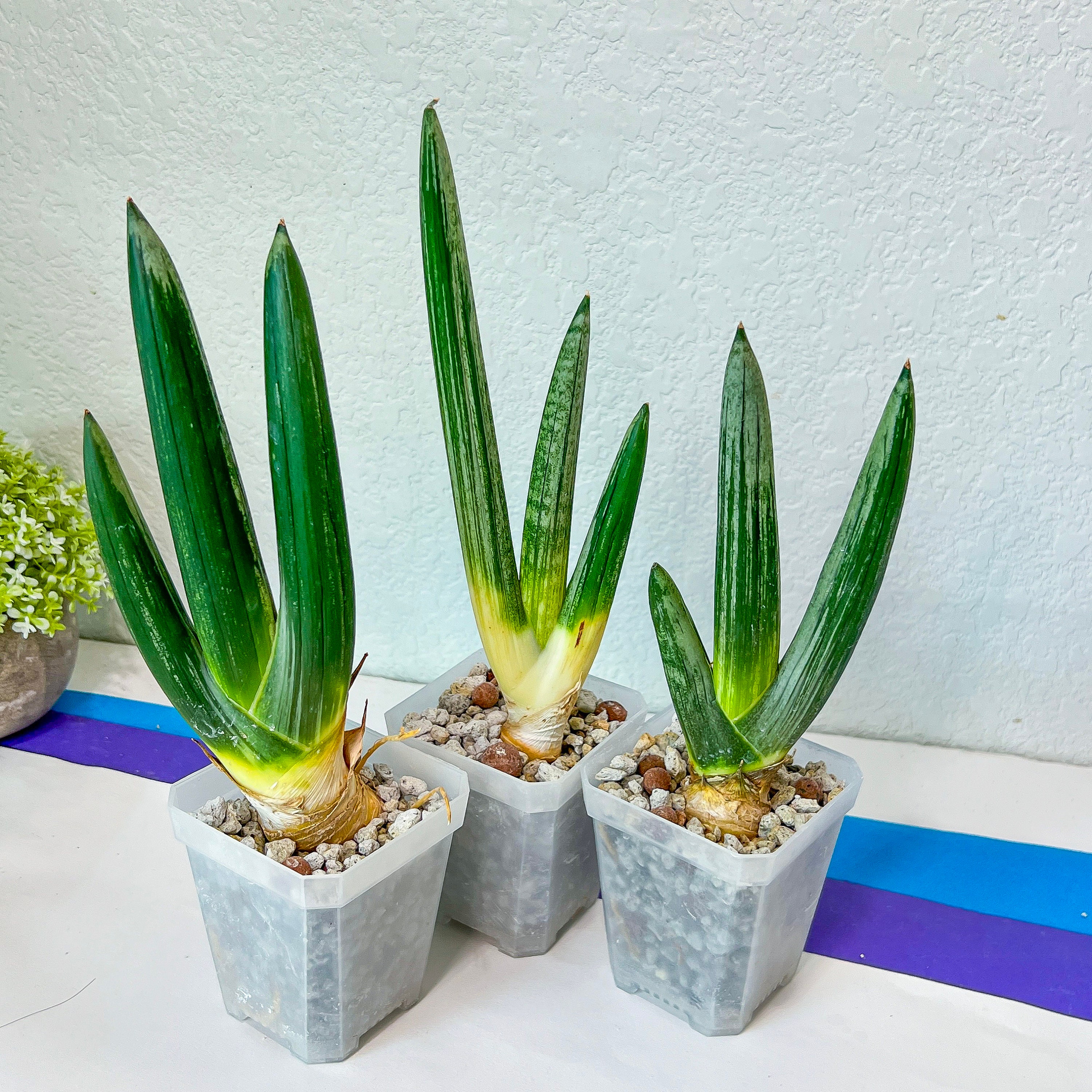 Sansevieria Boncel Devil Mini (#R34) | Imported Snake Plants - Etsy
