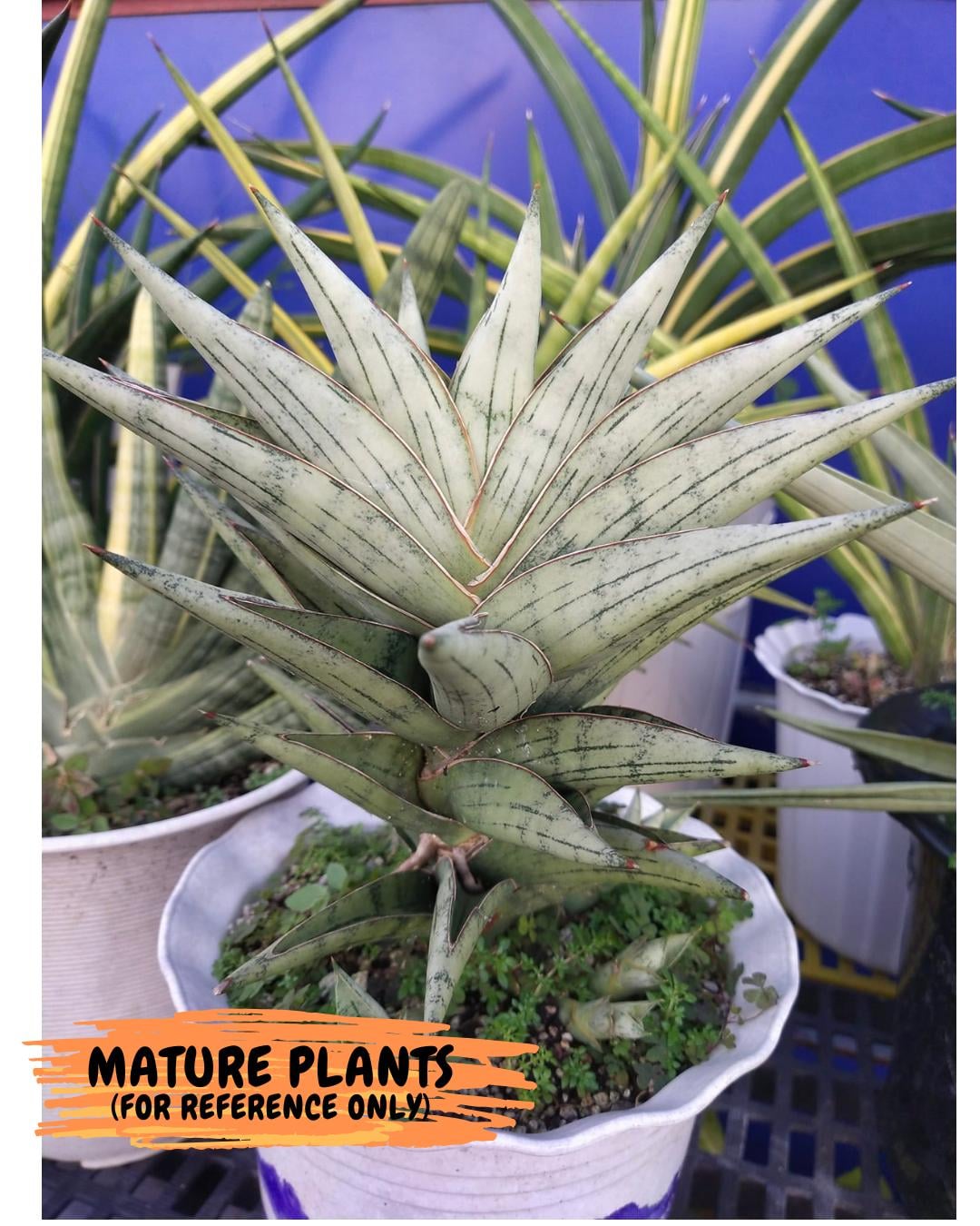 Sansevieria Nonlawee (g1) (4) | Imported Plant - Etsy