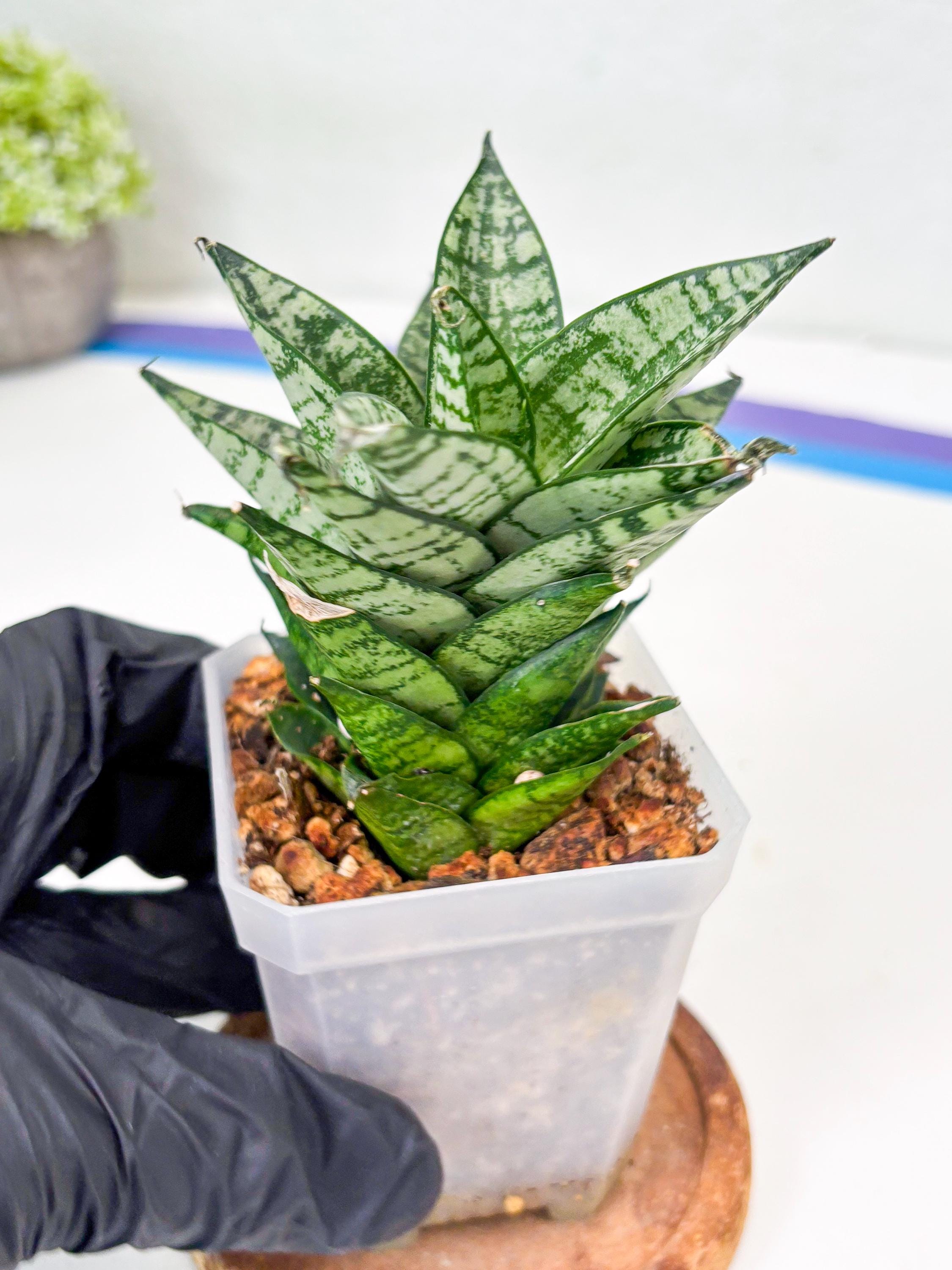 Sansevieria Ehrendel (su2) (11) | Imported Sansevieria - Etsy