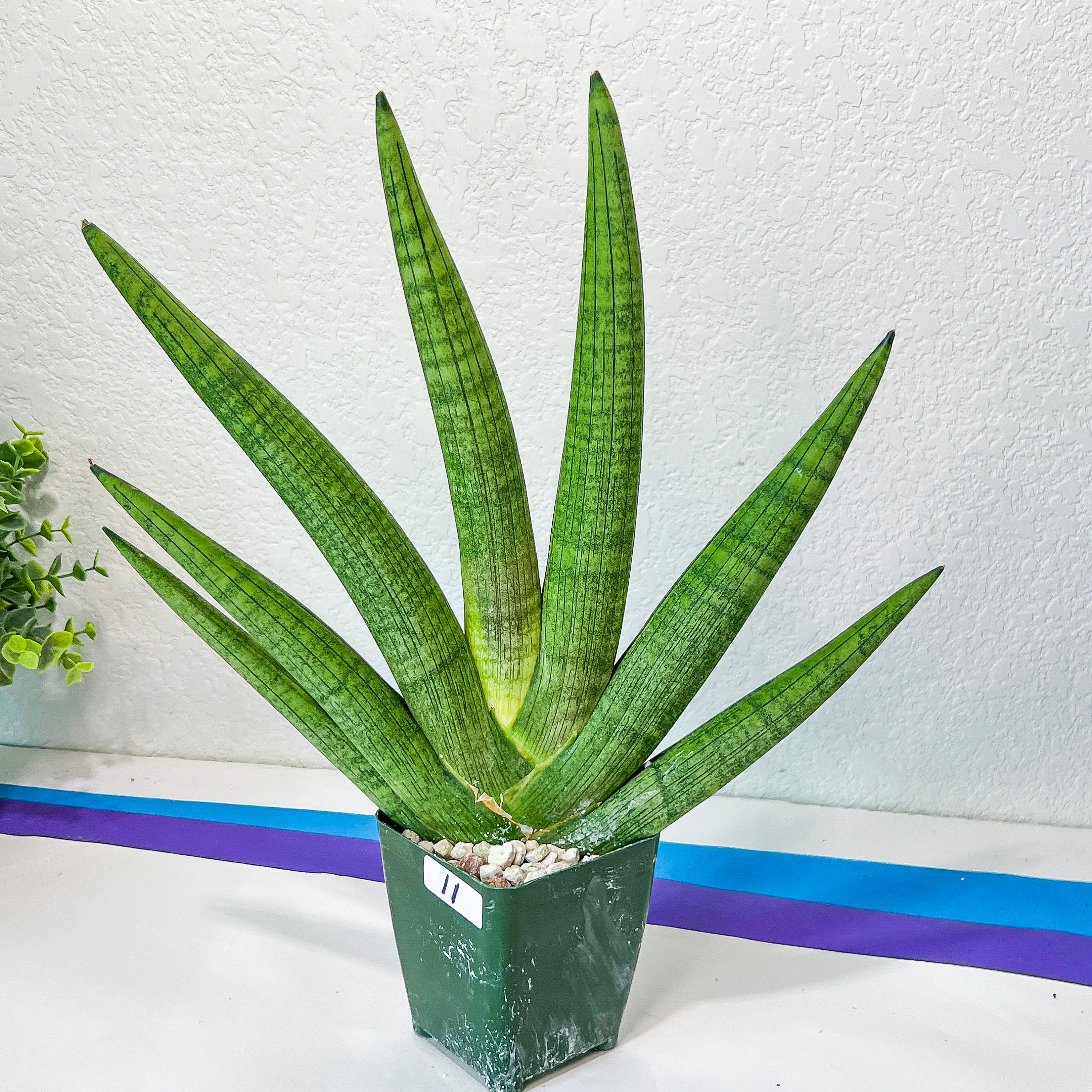 XXL Sansevieria Super Chubby (#R34) | Imported Snake Plants | 4