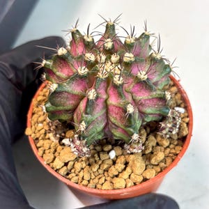 Gymnocalycium T Rex - Etsy