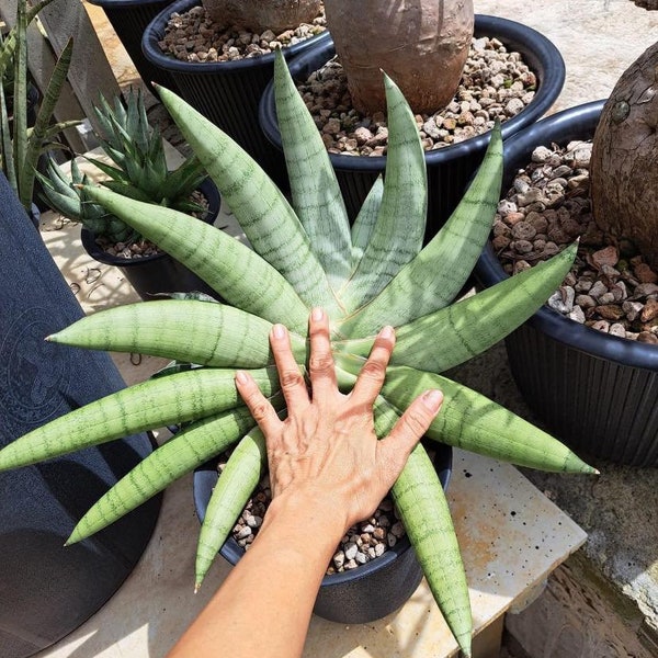 Sansevieria White Rhino (#RA2) | Imported House Plants | Indoor Snake plant