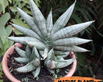 Sansevieria Nilin (#AC2) | Rare Imported Snake plant