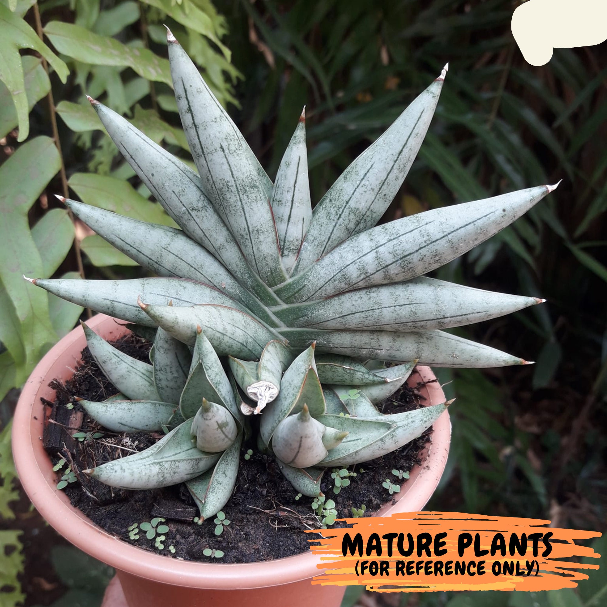 Sansevieria Nilin (#AC2) | Rare Imported Snake plant - Etsy 日本