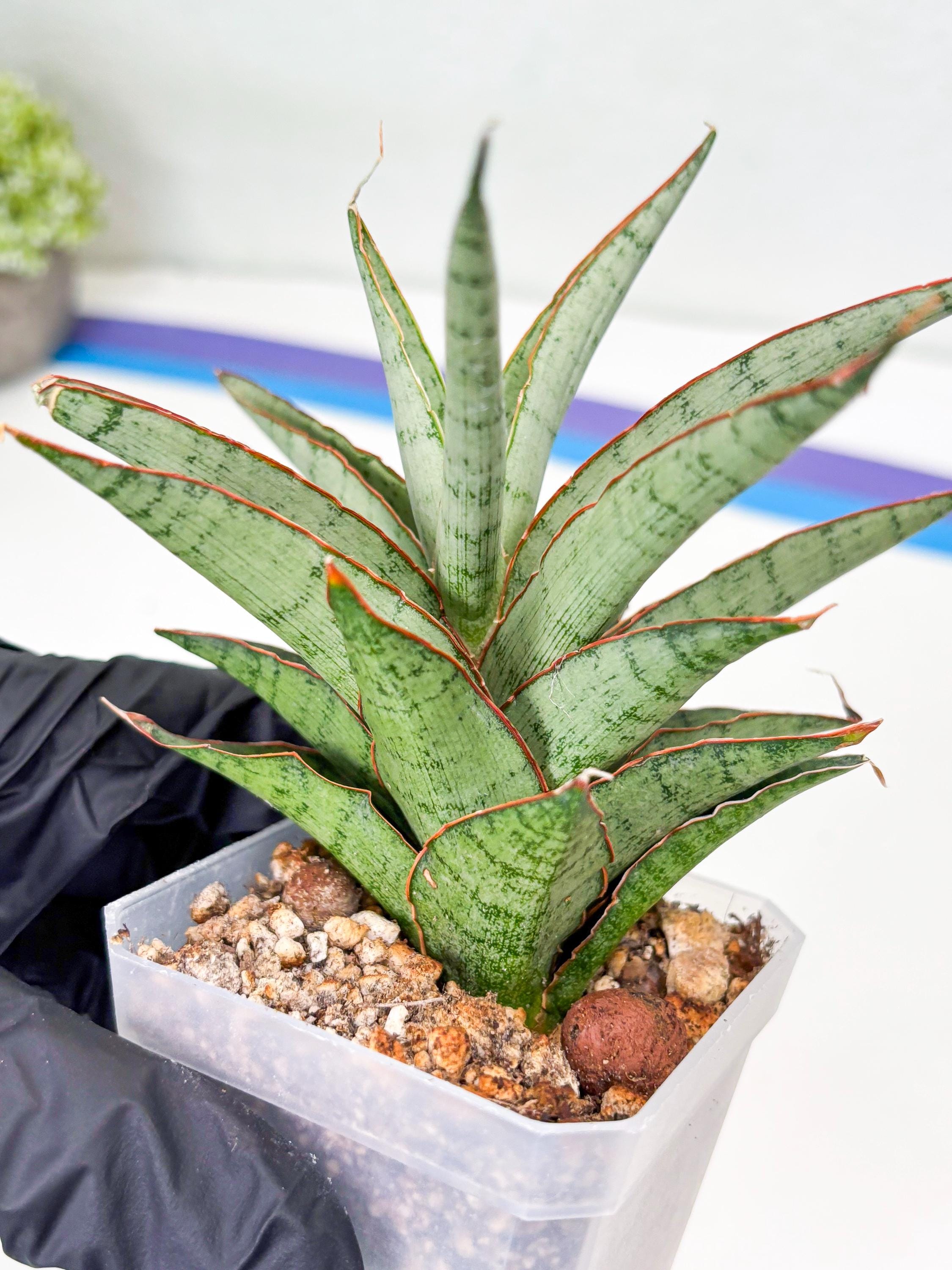 Sansevieria Lady Prang (su2) (5) | Imported Sansevieria - Etsy