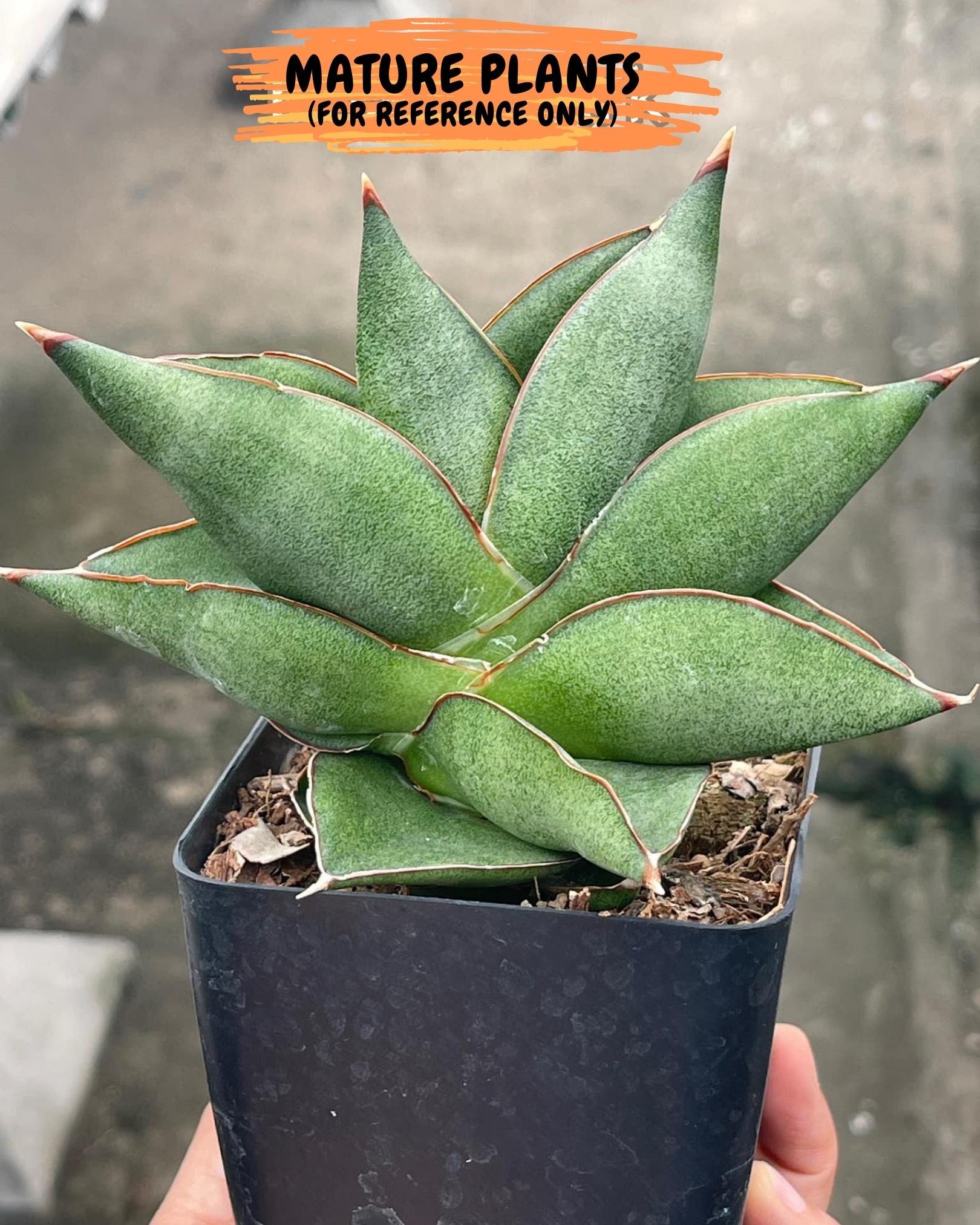 Sansevieria Noah's Ark (g1) (3) | Imported Plant - Etsy