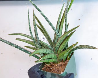 サンスベリア スッフルティコーサ S. suffruticosa サンセベリア サフルティコサ ブラック 黄斑「Sansevieria suffruticosa