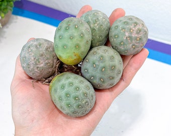 Rare Tephrocactus Geometricus: Single Ball Cactus
