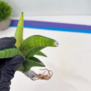 Sansevieria Lemon (cj2) (14) | Rare Hybrids image 8