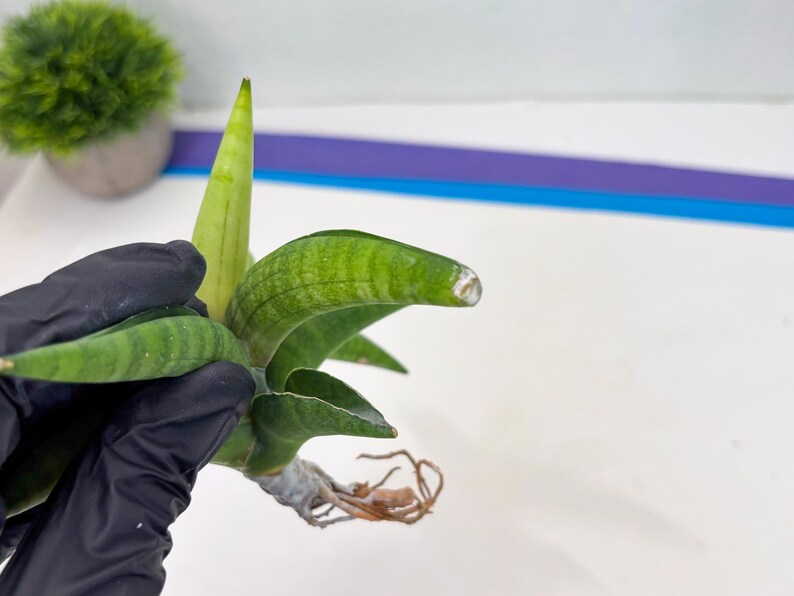 Sansevieria Lemon (cj2) (14) | Rare Hybrids image 8