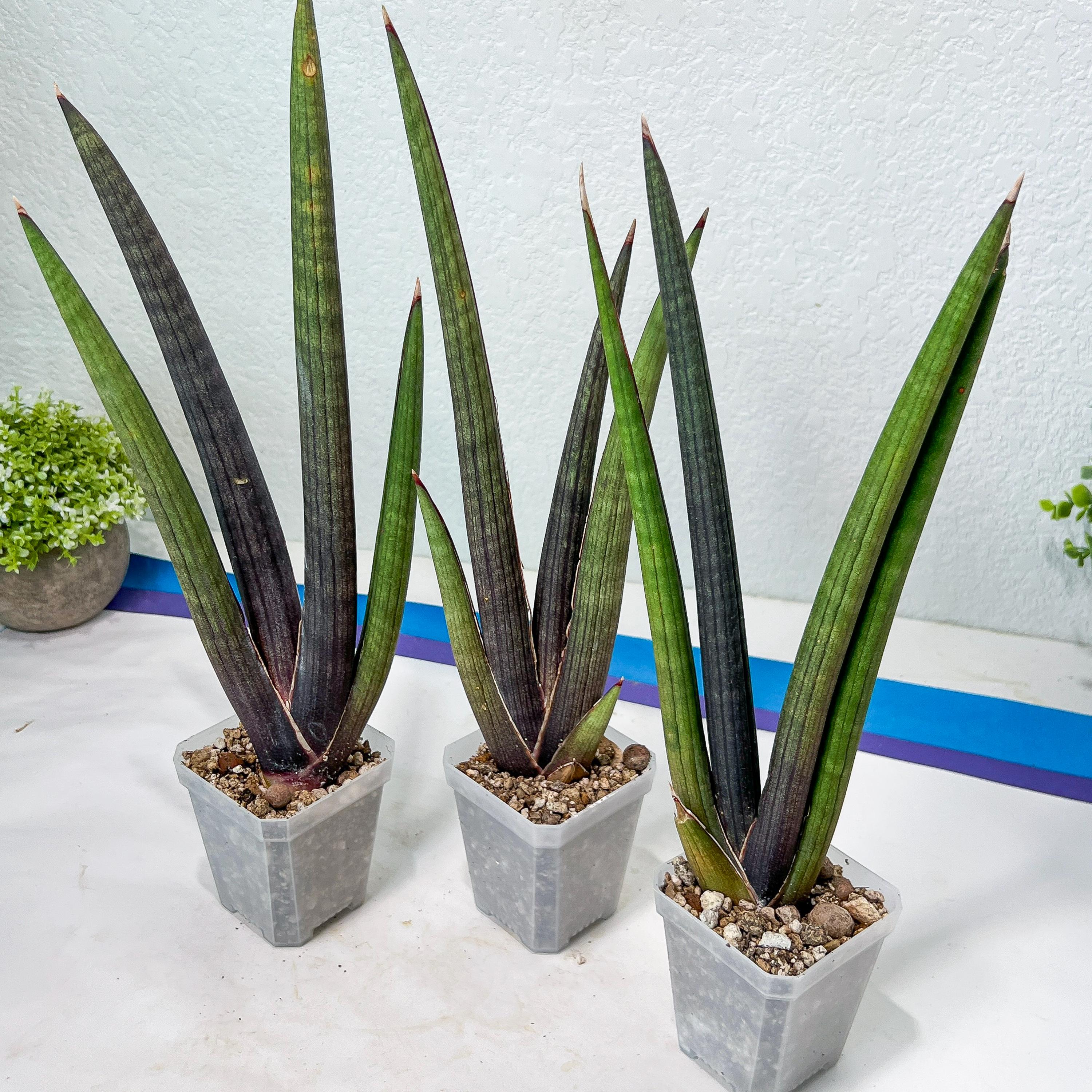 サンスベリア Sansevieria Green peach サンスベリア Sansevieria Green peach Amazon｜PLANCHU 観葉