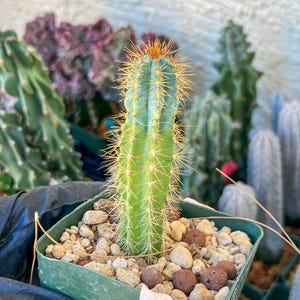 Brazilian Blue Cactus - Etsy