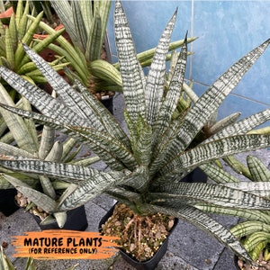 Sansevieria Zeebra Fireworks (#AC30) | Imported Hybrid