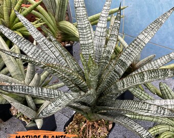 Sansevieria Zeebra Fireworks (#AC30) | Imported Hybrid