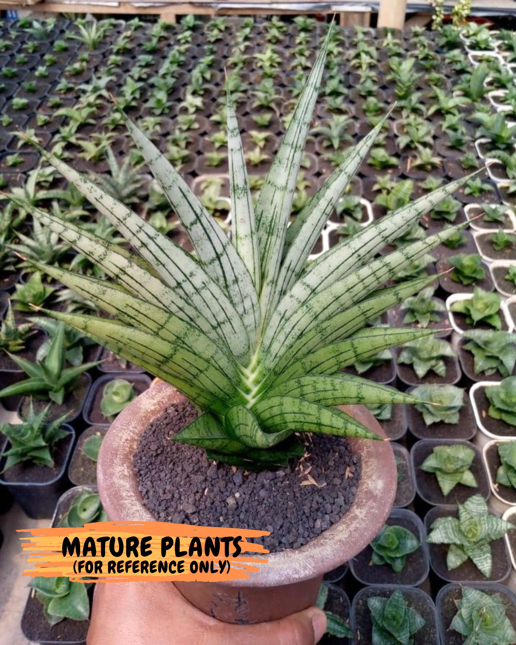 Cordova Snake Plant - Etsy