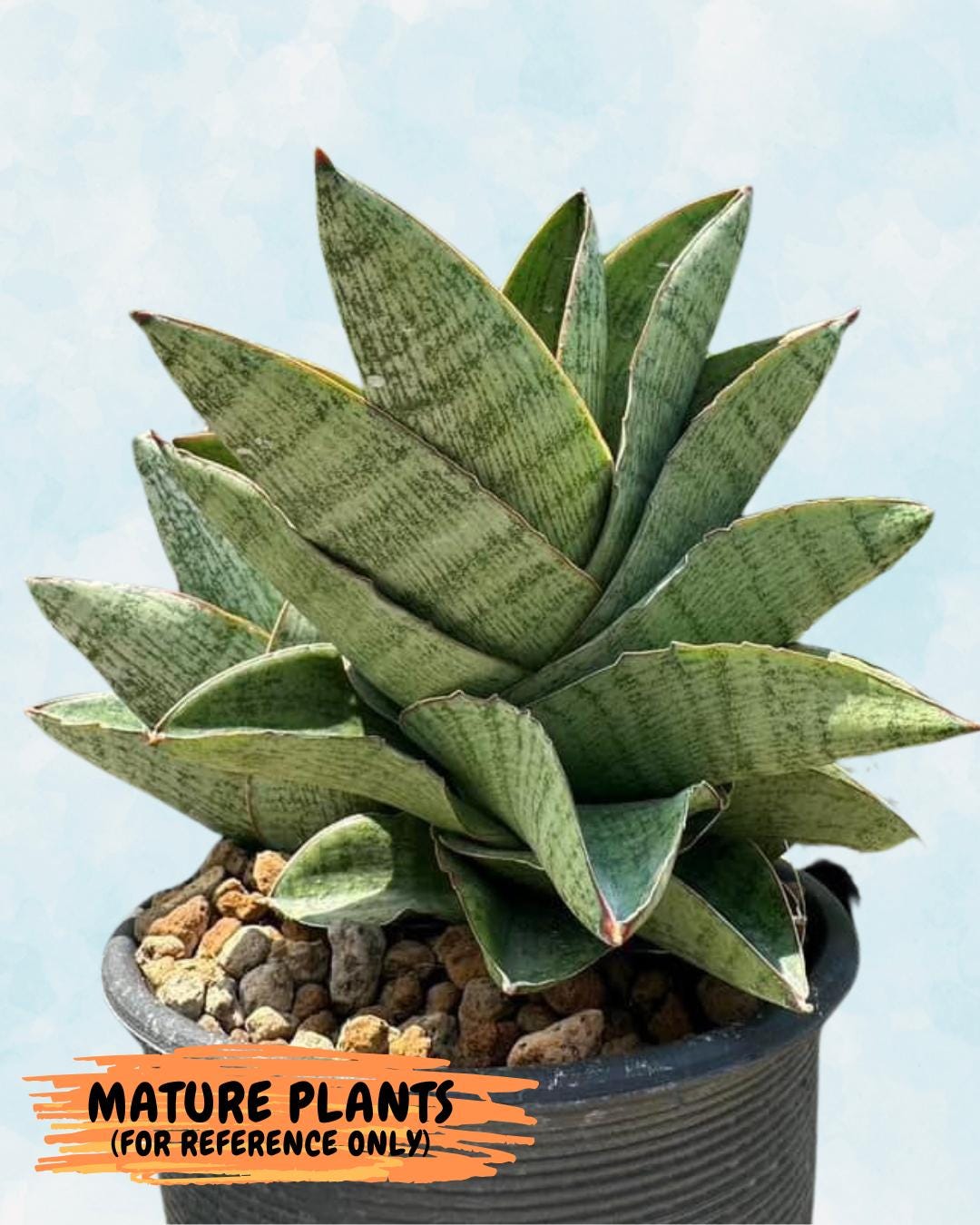 サンスベリア アンドロメダ Sansevieria Andromeda サンスベリア サンスベリア アンドロメダ Sansevieria Andromeda サンスベリア