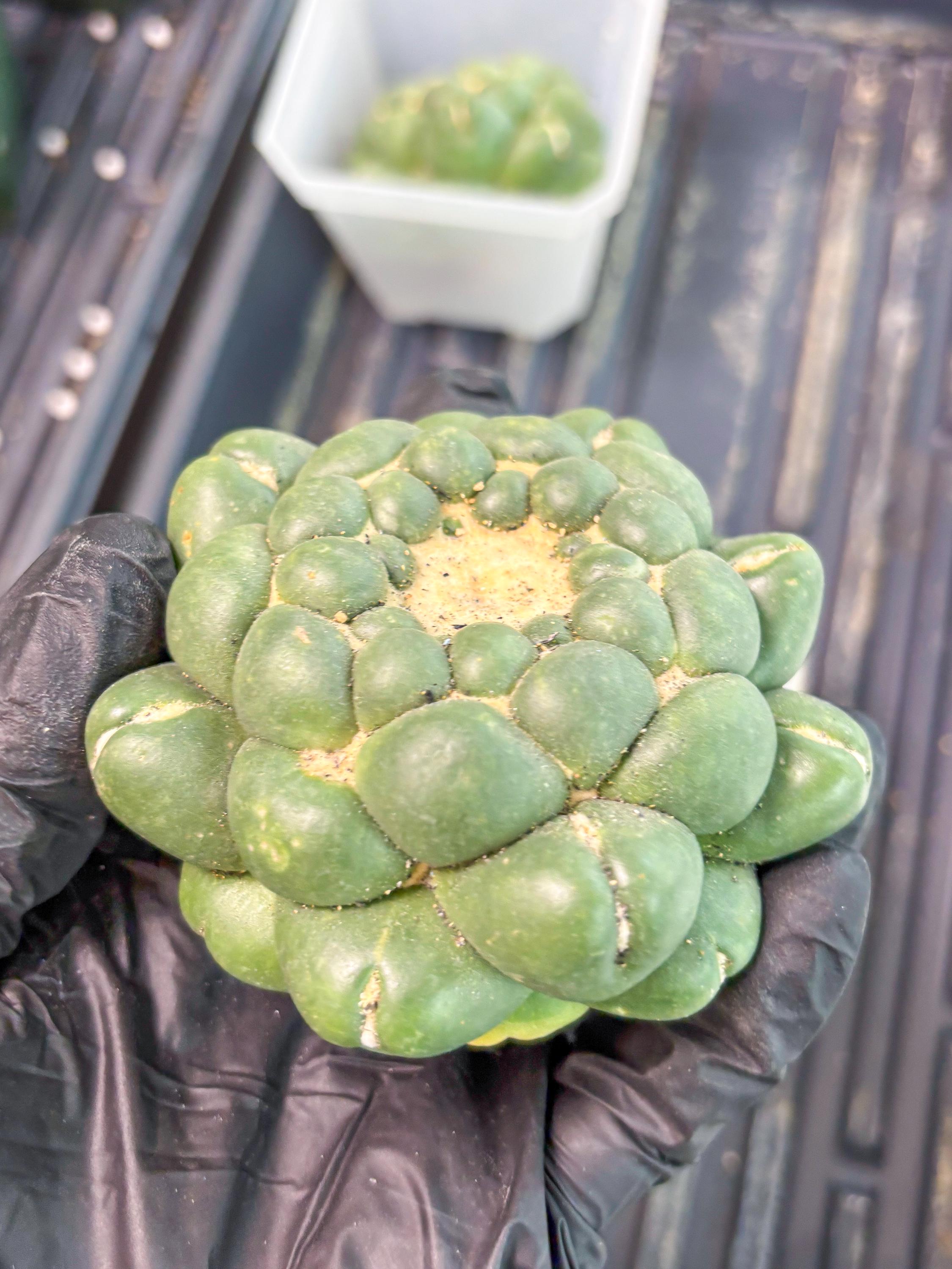Cory Elephantidens Inermis (b) | Imported Plants - Etsy