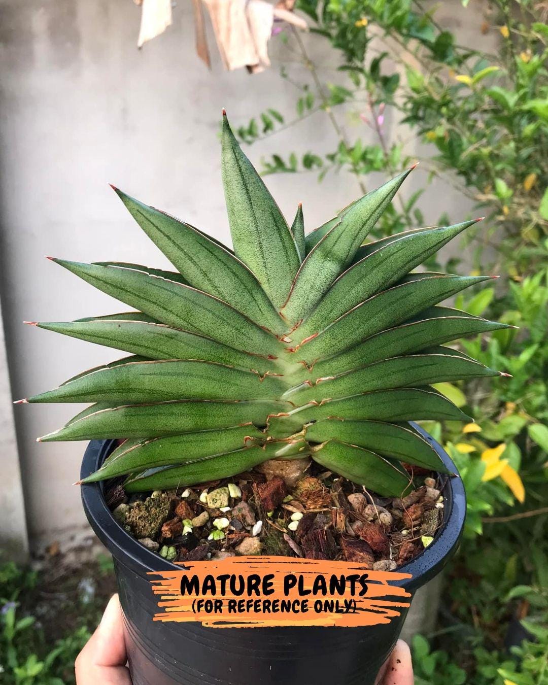 サンスベリア ロリダ Sansevieria rorida サンセベリア（サンセベリア 