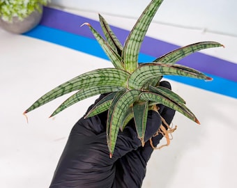 Sansevieria Ming Manee (#AC56) | Imported Snake Plant - Etsy
