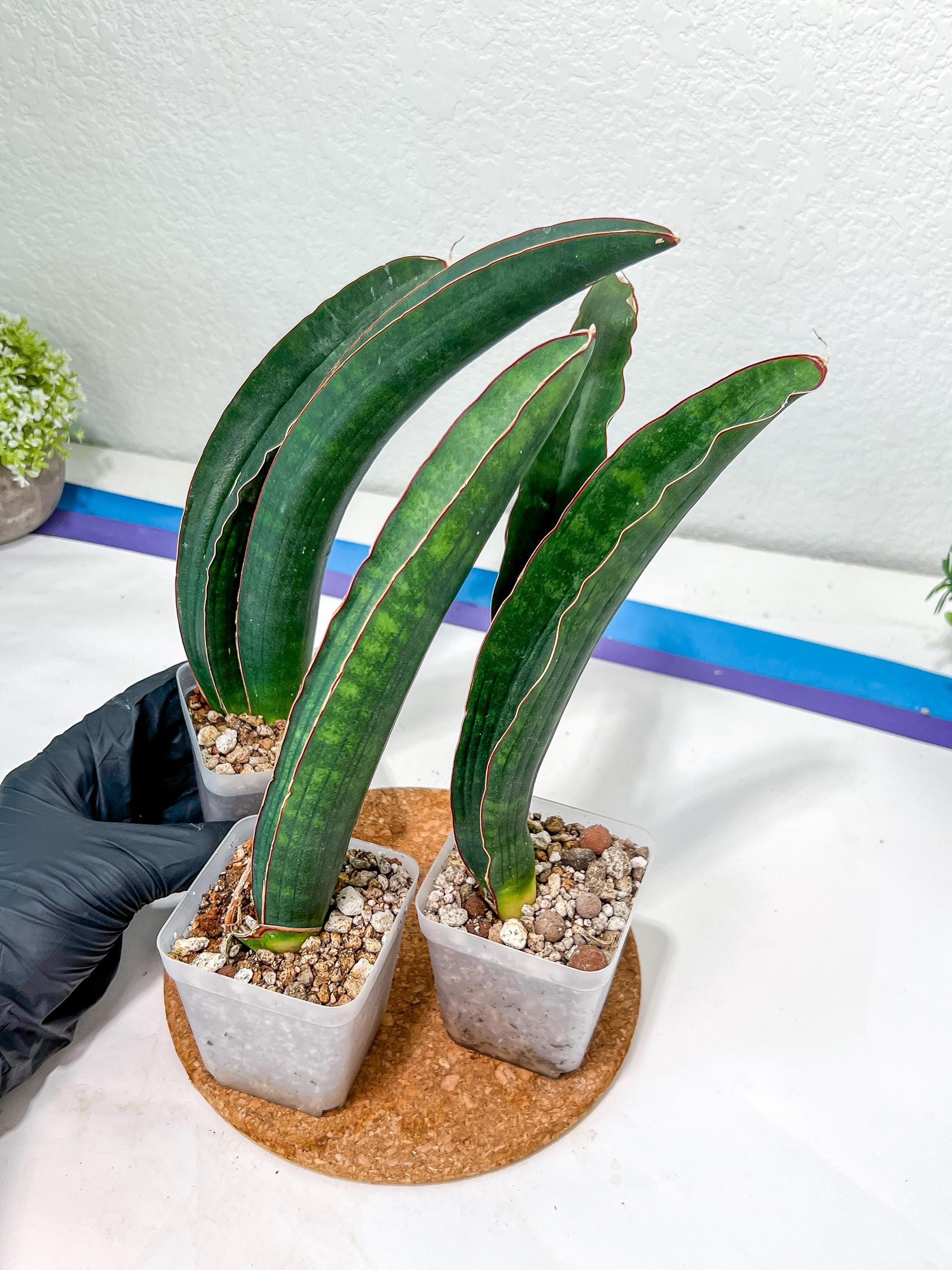 Sansevieria Sinus-simiorum CG09 | Give Your Space a Touch of the