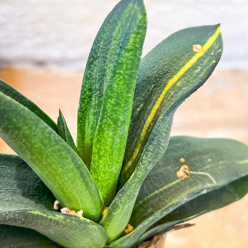 Gasteria Nitida Variegated A3 South African Plants Imported Plants image 5