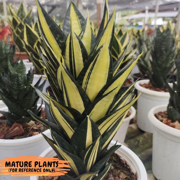 Sansevieria Hahnii Siam Tower (#R3) | Imported Plants | Rare Succulent | 2" Planter