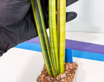Sansevieria Masoniana Mediopicta Variegated Rare Uniqe Snake Plant - Etsy