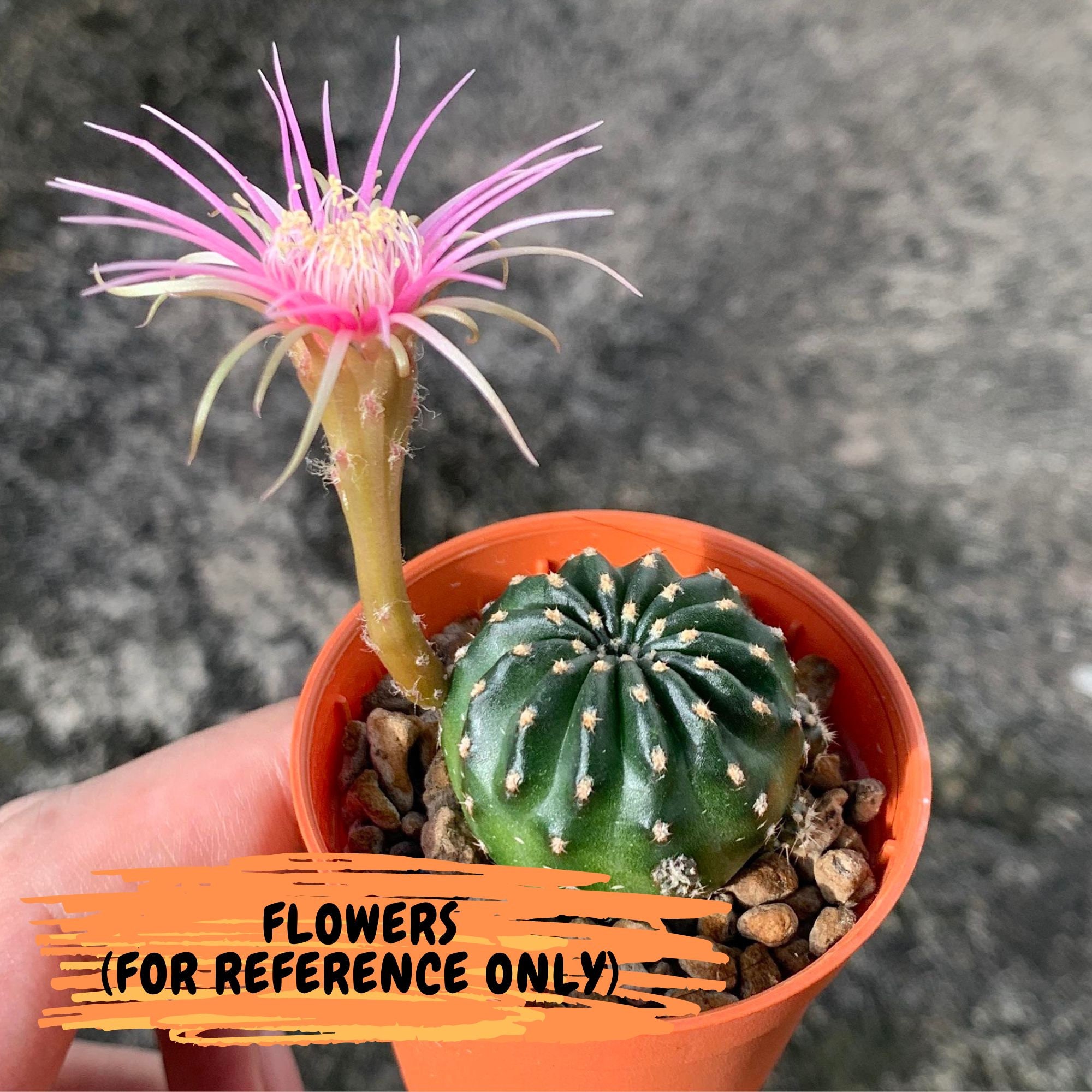 サボテン全書 All about CACTUS Cactus New Encyclopedia Book Comprehensive Guide to Cacti