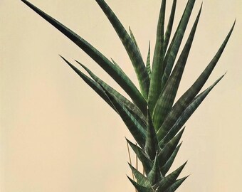 Sansevieria Manny Pacquiao (g1) (15) | Imported Plant - Etsy
