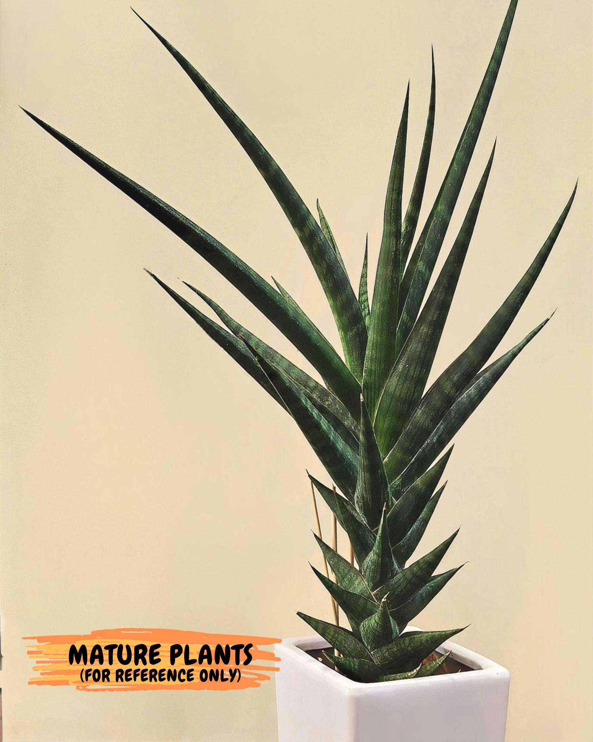 Sansevieria Manny Pacquiao (g1) (15) | Imported Plant - Etsy