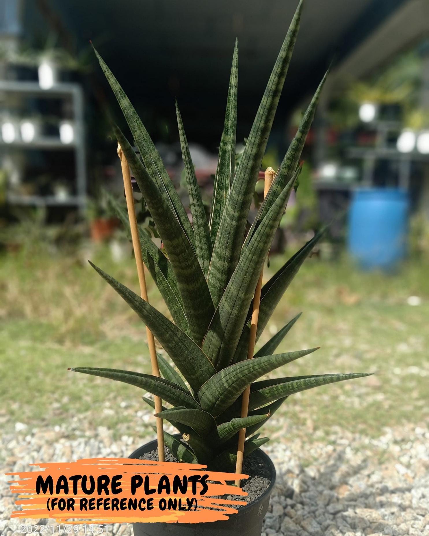 Sansevieria Manny Pacquiao (g1) (15) | Imported Plant - Etsy