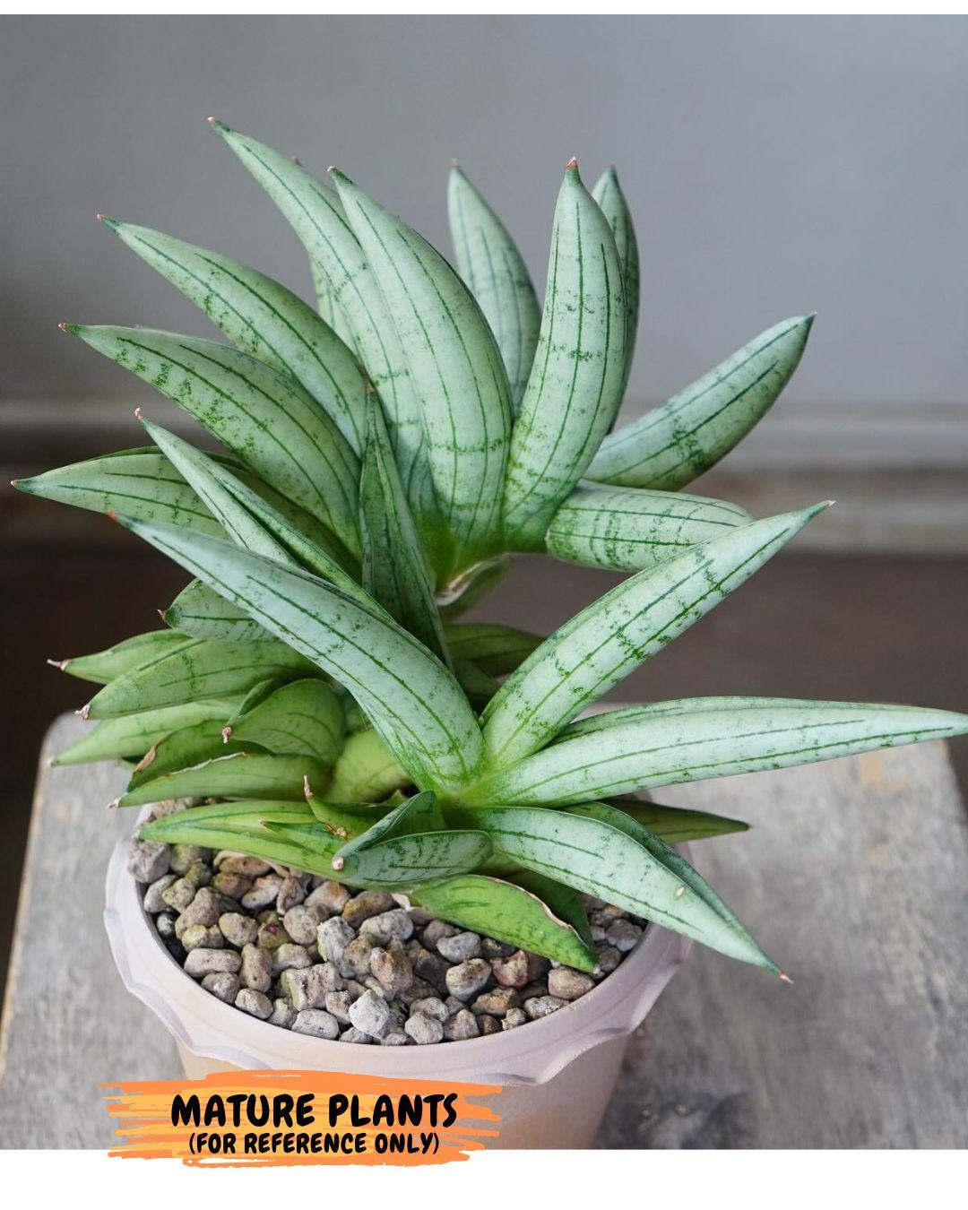 Sansevieria Meedee Mutant (B2) | Imported Plants | Rare Hybrid
