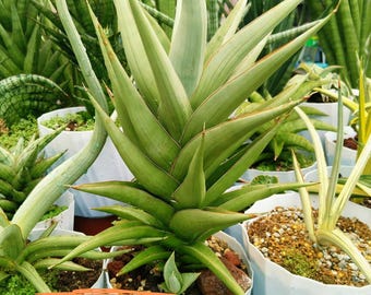 Sansevieria Momo (#ra16) | Very New Hybrids - Etsy