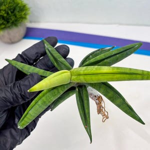 Sansevieria Lemon (cj2) (14) | Rare Hybrids image 11