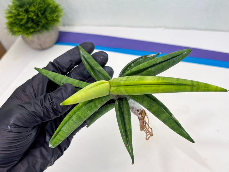 Sansevieria Lemon (cj2) (14) | Rare Hybrids image 11
